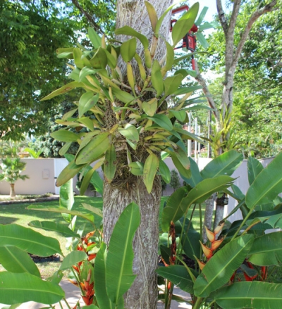 Plantas ornamentais e frutíferas